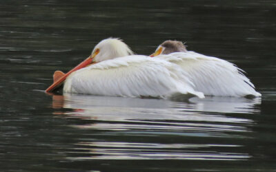 What Bird Might I See Today? -SUMMER- American White Pelican
