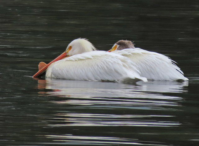 What Bird Might I See Today? -SUMMER- American White Pelican